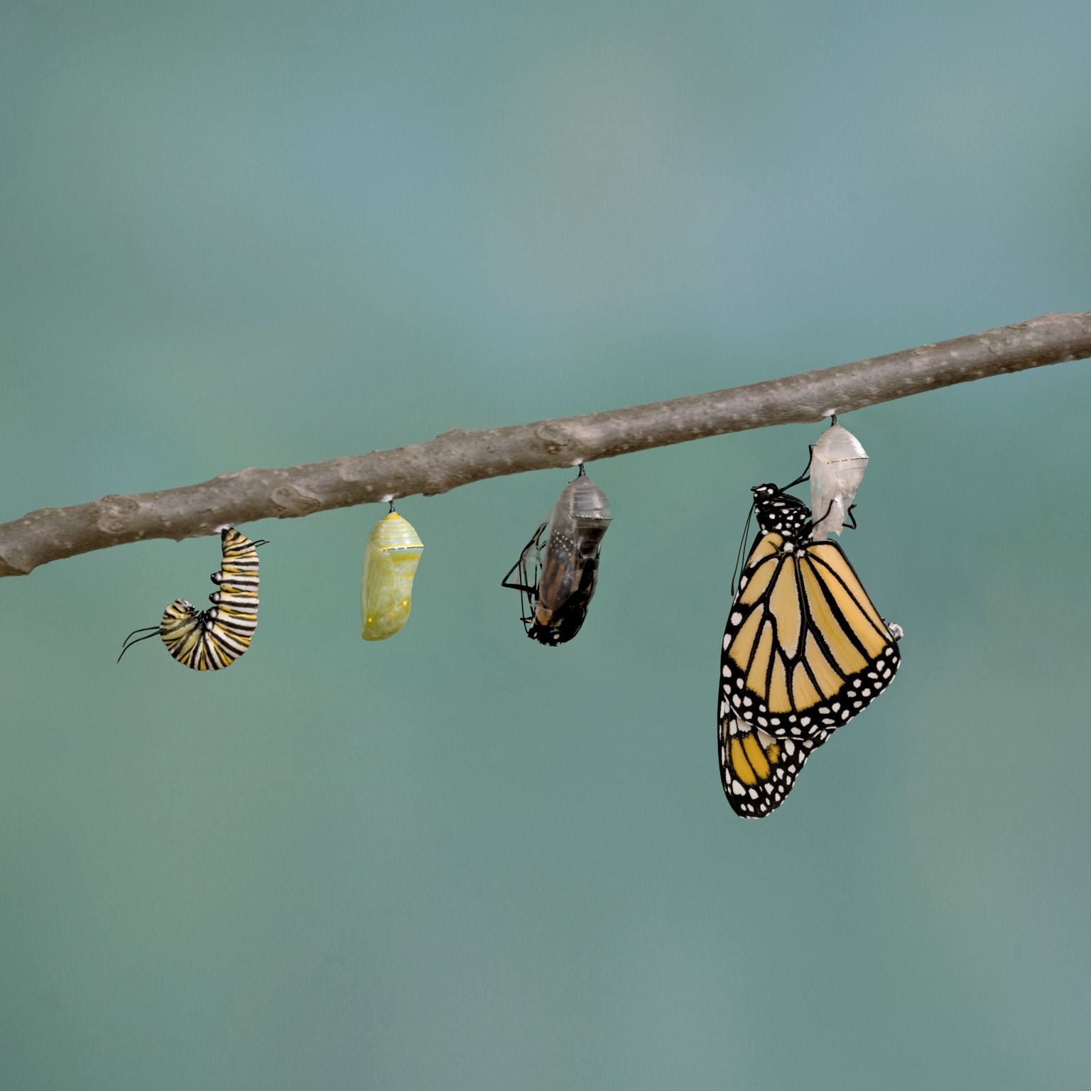 Stages of a caterpillar evolving into a butterfly