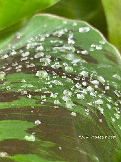 Dew on banana leaves