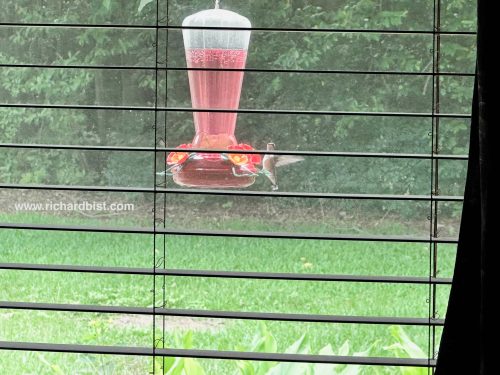 Hummingbird at feeder
